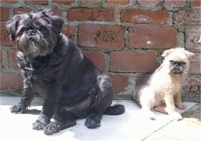 Louis the Brug sitting next to Oskar the Brug puppy both are sitting in front of a brick wall