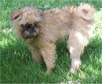 Oskar the Brug puppy standing on grass 