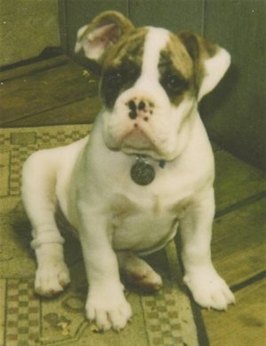 A white with grey English Bulldog puppy is sitting on a rug on top of a hardwood floor. Its head is slightly tilted to the right and it is looking forward. It has a lot of extra skin and pink on its nose.