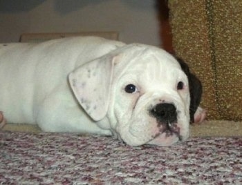 Aspen the Bullmatian as a puppy laying down on a rug with a brown couch behind it