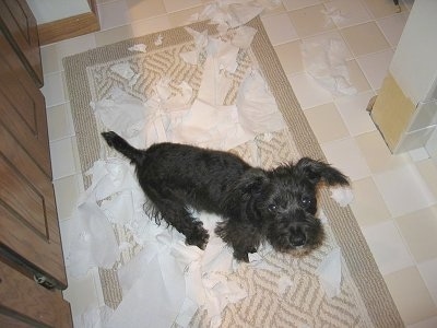Buddy the Chonzer puppy is sitting on a rug in a bathroom. The rug is covered in toilet paper