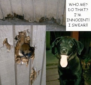 A series of photos exhibiting the damage of holes Sanford the Black Lab has done to a wooden wall in a house. 'Who Me? Do That? I'm Innocent! I Swear!!' are the words overlayed in the top right hand corner.
