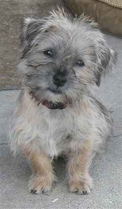 Bentley the Care-Tzu Puppy is sitting outside with its head tilted to the right and looking at the camera holder