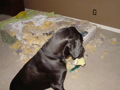 Foose the Great Dane is sitting in front of a destroyed mattress covered in ripped foam pieces with a big foam chunch still in his mouth