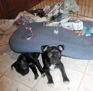 Bear and Koko the Boston Terrier puppies are laying in a pen under a dog bed. They have torn up pieces of the newspaper that was under the dog bed scattered all over the pen
