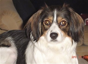 Close up - A long haired, white with black and tan Cav-A-Mo dog is laying on a carpet and it is looking forward.