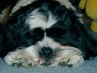 Close Up head shot - Charlie the Cava-Tzu is laying on a carpet