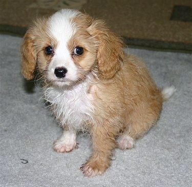 Sammy the Cavachon puppy is sitting on a carpet in front of a rug