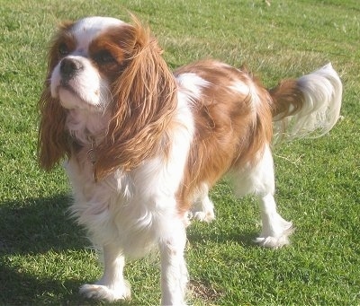 can a cavalier king charles spaniel go in public