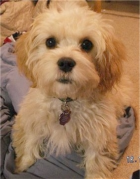 Close Up - Desie the Cavanese Puppy sitting on a blanket and looking at the camera holder