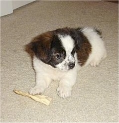 Charlie the brown, black and white Cavapom puppy is laying on a carpet and there is a rawhide bone under one of its paws