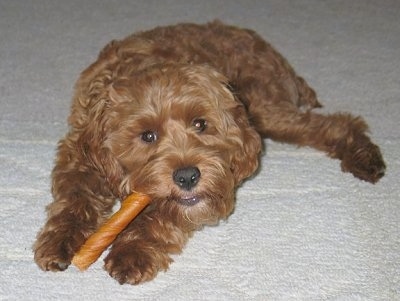 cross between a king charles spaniel and a poodle