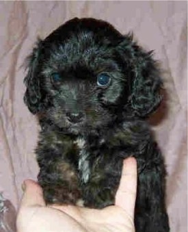 Front view head and upper body shot - A black with white Cavapoo puppy is standing up in its hand and there is a purple backdrop behind it.
