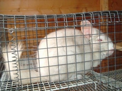 Right Profile - A pink white chinchilla is sitting in her cage. It is looking to the right.
