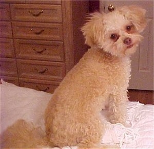 The back of a tan with white Chi-Poo puppy that is sitting near the edge of a bed. It is turning its head to look forward. Its coat is curly but shaved short.