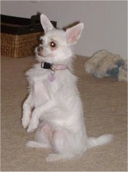 Madonna the white Chi-poo is sitting on its hindlegs. Its front paws are up in the air like a rabbit