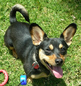 Cody the black and tan large-eared Chiweenie is sitting outside with a ring toy next to him. Cody has its mouth open and tongue out