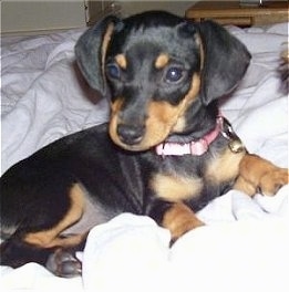 Close Up - Penny the black and tan Chiweenie puppy is laying on a blanket