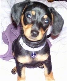 Close Up - Penny the black and tan Chiweenie puppy is sitting on a blanket and looking at the camera holder