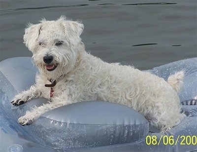 bichon schnauzer mix for sale