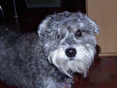 Close Up - Sprocket the gray with white medium coated Chonzer is standing on a floor and looking towards the camera