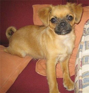 Hudson the red with black Chug puppy is laying on a red couch and there are orange pillows under and behind it.