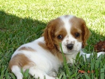 Ammo the red and white Cockalier puppy is laying in a field and it is looking back