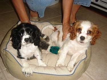 Mia and Ammo the black and white and red and white Cockalier puppies are laying in a dog bed. A person is behind them with her hands on top of their backs