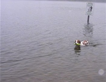 Otis the Cockalier is swimming through a body of water with a toy in its mouth