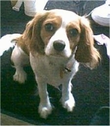 Sheila the white and brown Cockalier is sitting on a carpet and looking at the camera holder