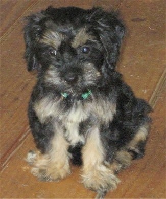 Close up front view - A little wavy coated, black and tan Silky Cocker puppy is sitting across a hardwood floor, it is looking down and to the left.
