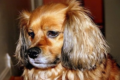 cocker spaniel pomeranian mix