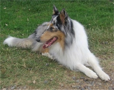 Faith the blue merle Rough Collie is laying outside in grass and looking to the left
