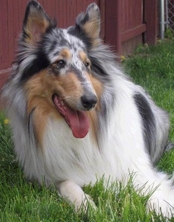 blue merle rough collie puppy