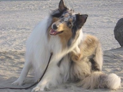 Faith the blue merle Rough Collie is sitting outside in sand scracthing herself with her back leg