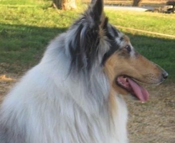 Close Up head shot - Faith the blue merle Rough Collie is looking to the right with her tongue hanging out to one side