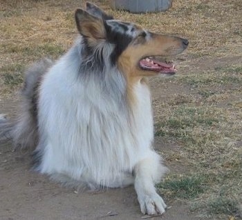 Faith the blue merle Rough Collie is laying in a dirt path and looking to the right