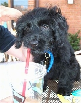 A Black Cockapoo puppy is sitting on a table outside with its lips over a red drinking straw that is in a cup making it look like it is drinking out of it. There is a person sitting next to the dog.
