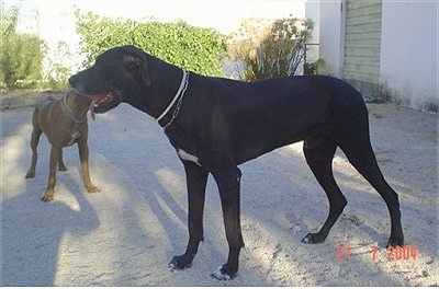 A black with white Great Dane dog is standing in a backyard with a brown with white Rhodesian Ridgeback behind it. The perspective of the image makes it look like the Great Dane is eating the Rhodesian Ridgeback's head.