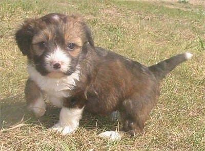 Angel the black, brown and white Copica puppy is sitting outside in a field with one front paw in the air