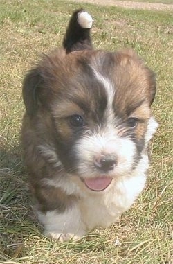 Lady the tan, white and black Copica puppy is walking in a lawn with her mouth open and tongue out