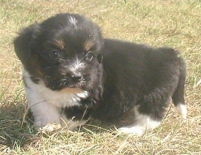 Tramp the black, white and tan tricolor Copica puppy is standing outside in brown grass