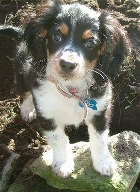 Close Up - Oggie the Cotralian puppy is standing on a mossy rock and looking at the camera holder