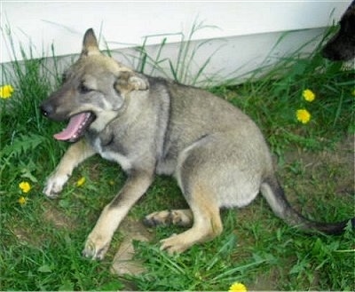 D.Jay the Coydog is laying next to a white house in the grass with dandelions around him and yawning.