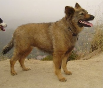 Sacchetto the brown and black Coydog is standing at the top of a hill overlooking the town. Sacchetto has his mouth open and tongue out