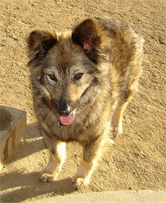 will coyotes mate with dogs