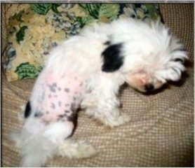 Close Up - A Crested Tzu puppy is adjusting to lay down on the tan couch