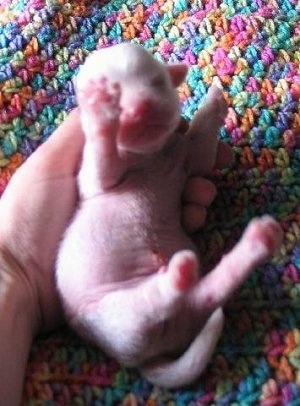 A person is holding a Newborn Crested Tzu puppy in there hand