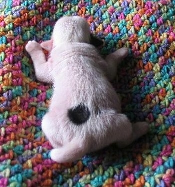 A newborn white with a black spot Crested Tzu puppy is laying on a colorful crocheted blanket at 12 0'clock