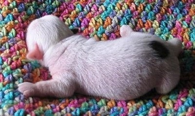 A newborn white with a black spot Crested Tzu puppy is laying facing away from the camera on a the colorful crocheted blanket